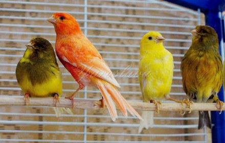 Канарейки милые домашние птички, красивые миниатюрные и душевные. Поющая птица к. . фото 4