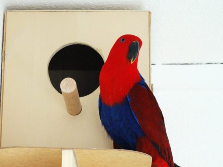 Эклектус или благородный попугай от заводчика, абсолютно ручные птенцы выкормыши. . фото 4