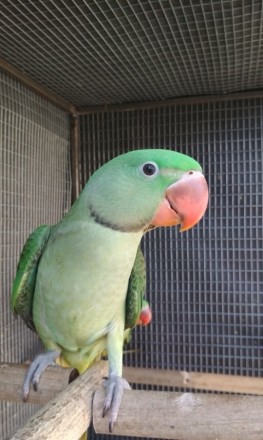 Вік папуги 2,5 місяця. Повністю ручні. Довжина папуги з хвостом 45-58 см. Офарбу. . фото 4