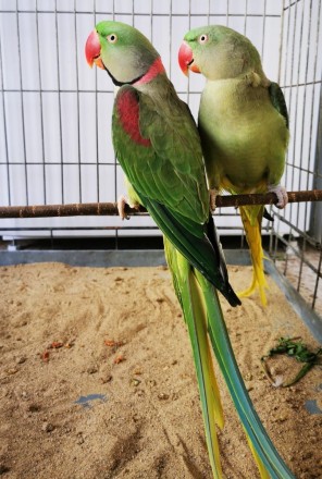 Вік папуги 2,5 місяця. Повністю ручні. Довжина папуги з хвостом 45-58 см. Офарбу. . фото 3