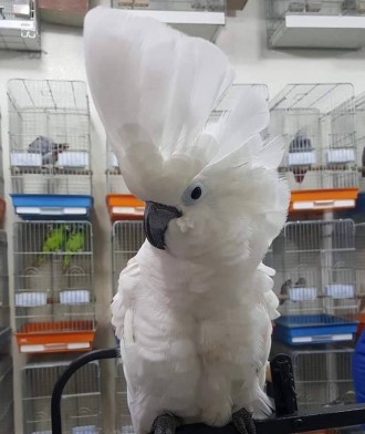 Папуга ара, визнана своєю величезною красою та неперевершеним розумом, є одним і. . фото 8