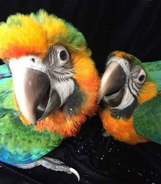 Папуга ара, визнана своєю величезною красою та неперевершеним розумом, є одним і. . фото 5