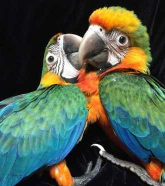 Папуга ара, визнана своєю величезною красою та неперевершеним розумом, є одним і. . фото 6