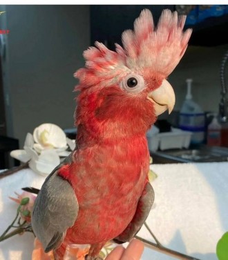 Папуга ара, визнана своєю величезною красою та неперевершеним розумом, є одним і. . фото 2