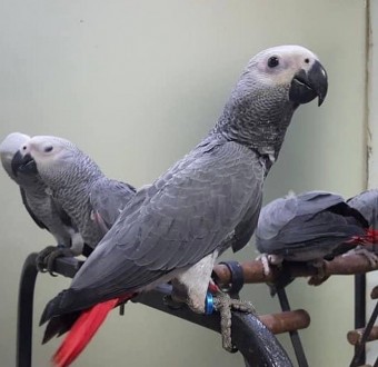 Папуга ара, визнана своєю величезною красою та неперевершеним розумом, є одним і. . фото 3