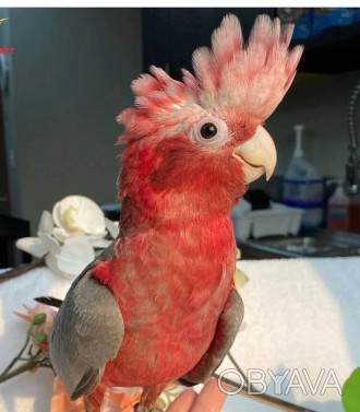 Папуга ара, визнана своєю величезною красою та неперевершеним розумом, є одним і. . фото 1