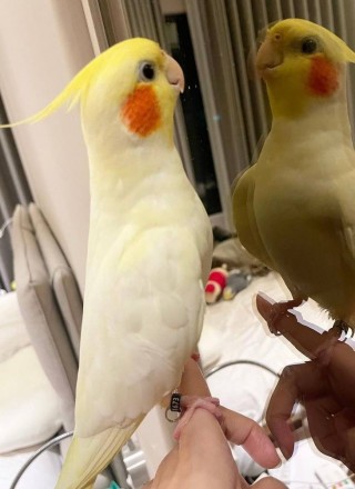 Розелли є найкрасивішими птахами серед плоскохвостих папуг. Вони мають широкий с. . фото 10