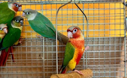 Розелли є найкрасивішими птахами серед плоскохвостих папуг. Вони мають широкий с. . фото 12