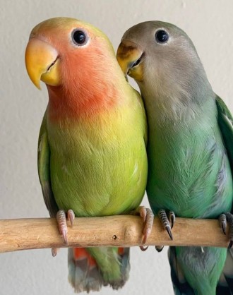 Розелли є найкрасивішими птахами серед плоскохвостих папуг. Вони мають широкий с. . фото 6