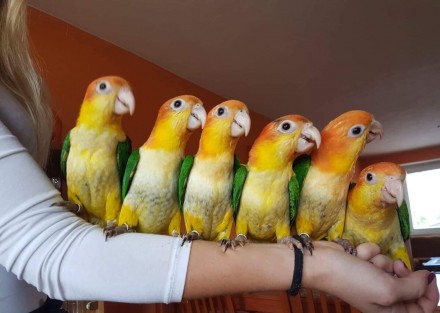 малыши и взрослые попугаи Каики - это хороший выбор попугая для дома особенно с . . фото 2