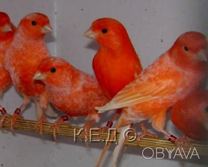 Продам певчих кенаров домашнего развода птица на голосе, поёт красиво непарованн. . фото 1