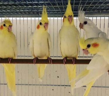 Ручные птенцы выконмыши попугаи ,только начали самоостоятельно питаться ,попугай. . фото 2