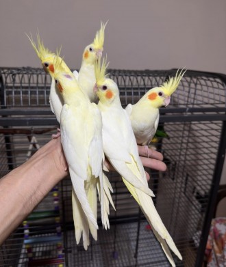 Ручные птенцы выконмыши попугаи ,только начали самоостоятельно питаться ,попугай. . фото 6
