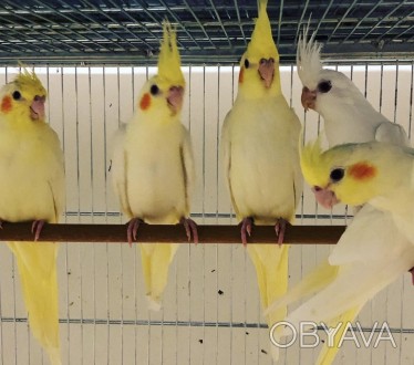 Ручные птенцы выконмыши попугаи ,только начали самоостоятельно питаться ,попугай. . фото 1
