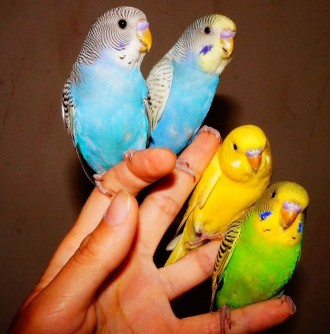 Лучший профессиональный питомник попугаев,предлагает к продаже птенцов волнистог. . фото 3