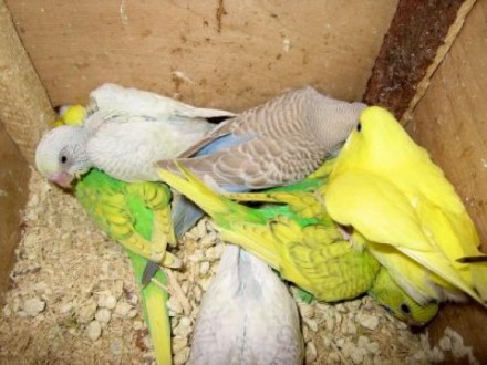 Лучший профессиональный питомник попугаев,предлагает к продаже птенцов волнистог. . фото 4