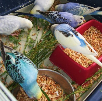 Лучший профессиональный питомник попугаев,предлагает к продаже птенцов волнистог. . фото 2
