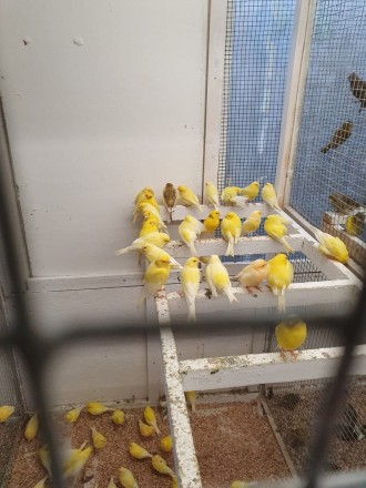 Популярные мелодичные птички канарейки. Желтые Кенаря певцы, очень классно имити. . фото 7