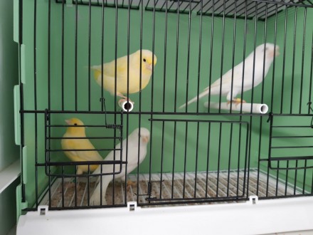 Популярные мелодичные птички канарейки. Желтые Кенаря певцы, очень классно имити. . фото 5