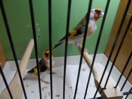 Популярные мелодичные птички канарейки. Желтые Кенаря певцы, очень классно имити. . фото 4