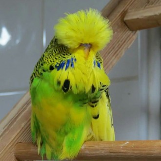 Выставочный волнистый попугай-это особая селективная форма волнистого попугайчик. . фото 2