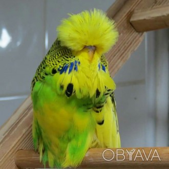 Выставочный волнистый попугай-это особая селективная форма волнистого попугайчик. . фото 1