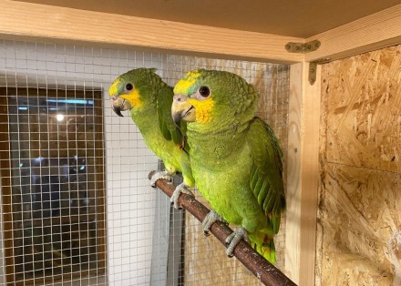 эти прекрасные зелёные птички покорят ваше сердце.
очень умные, любознательные,. . фото 2