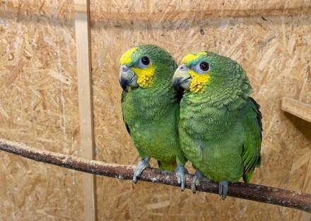 эти прекрасные зелёные птички покорят ваше сердце.
очень умные, любознательные,. . фото 3