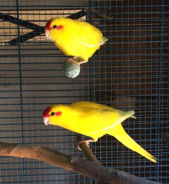 Птенцы какариков мальчики и девочки возраст 2 месяца, подвижные забавные птички.. . фото 4