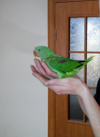 Продам повністю ручного олександрійського папугу. З 21 дня був забраний від бать. . фото 2