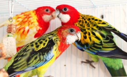 Продам ручных птенцов розелл, купить попугая Вы можете у нас, ручные птенчики-вы. . фото 4