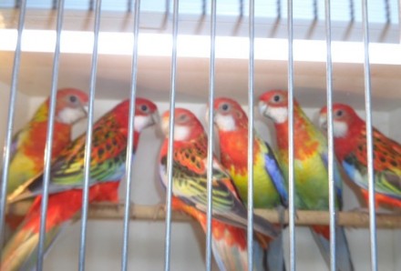 Продам ручных птенцов розелл, купить попугая Вы можете у нас, ручные птенчики-вы. . фото 2
