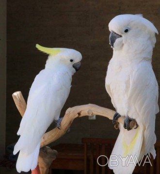 самые красивые попугаи это Какаду.
попугай ручной, птенцы от двух месяцев и ста. . фото 1