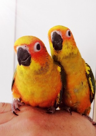 малюки та дорослі папуги Сонячного аратингу та арантингу яйндая- це хороший вибі. . фото 3
