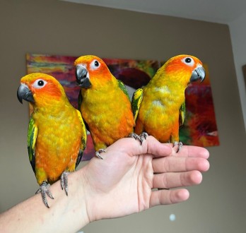 малюки вигодовування
папуга саме цього виду стануть відмінними членами сім&#039. . фото 3