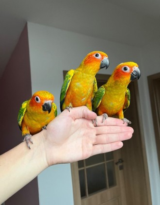 малюки вигодовування
папуга саме цього виду стануть відмінними членами сім&#039. . фото 2