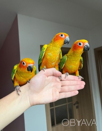 малюки вигодовування
папуга саме цього виду стануть відмінними членами сім&#039. . фото 1