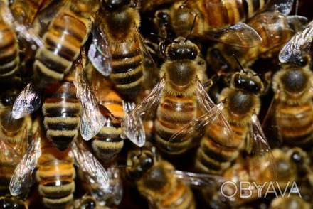 Повноцінна бджолосім'я з 10-ти рамок і засіву, матка куплена на весні у зак. . фото 1
