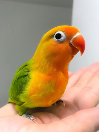 Продається чарівний папуга нерозлучник! Цей яскравий і веселий птах стане справж. . фото 5