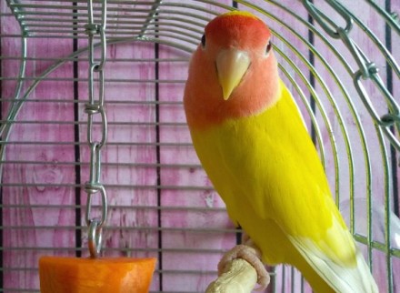 Продається чарівний папуга нерозлучник! Цей яскравий і веселий птах стане справж. . фото 3