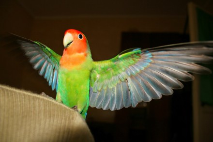 Продається чарівний папуга нерозлучник! Цей яскравий і розумний птах стане вашим. . фото 6