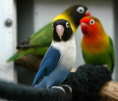 Продається чарівний папуга нерозлучник! Цей яскравий і розумний птах стане вашим. . фото 3
