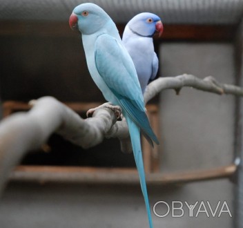 чудовий пернатий друг, для вас та вашої родини! відрізняються своїм розумом та к. . фото 1