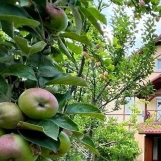 615 Будинок подобово біля Дніпра. Київ. фото 1 615 Будинок подобово біля Дніпра. Київ. фото 1