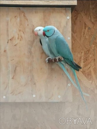 дуже милі та грайливі папуги
красива, мила, яскрава, розумна птиця. невибаглива. . фото 1