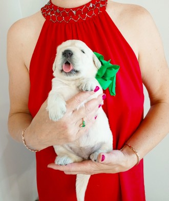 Цуценята золотистого ретрівера От Бахур. Киев. фото 1