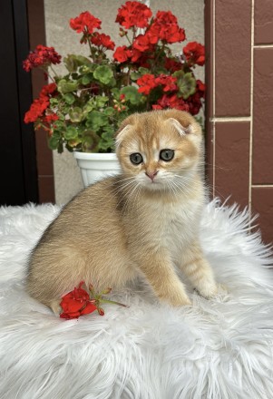 Чудовий малюк Scottish Fold окрасу SFS ny11 Шотландський висловухий від чудових . . фото 2