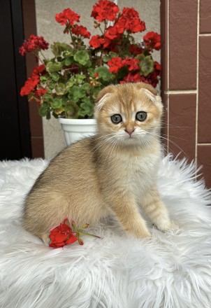 Чудовий малюк Scottish Fold окрасу SFS ny11 Шотландський висловухий від чудових . . фото 3