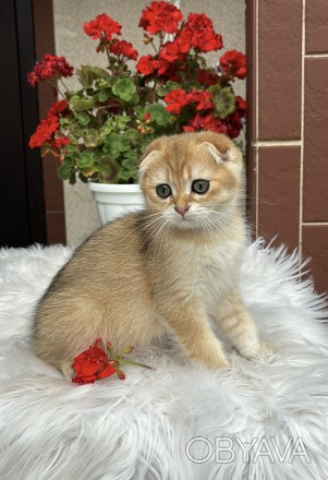 Чудовий малюк Scottish Fold окрасу SFS ny11 Шотландський висловухий від чудових . . фото 1