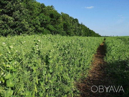 Насіннєве господарство Мічуріна+ продає:

Насіння зимуючого жовтого гороху, со. . фото 1